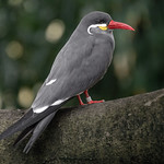 Inca Tern, National Aviary (Pittsburgh, PA)