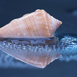 Seashell