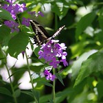 IMG_4627_2159_edited-1