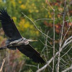 Grand H&eacute;ron / Great Blue Heron