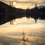 A wee Christmas tree for the fish.