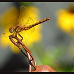 IMG_8770 Hood Ornament 8-2-15
