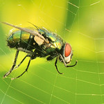 DSC_4732 Groene vleesvlieg / web full of intrigue