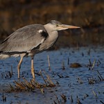 Gar&ccedil;a-real | Grey Heron (Ardea cinerea)