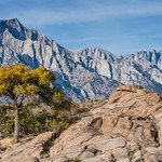 Alabama Hills - Cottonwood Tree