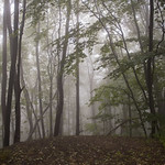 Foggy forest