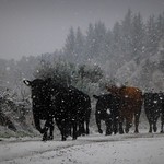 Here come the cows..x