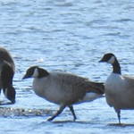Two Cackling Geese