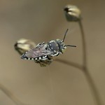 Coelioxys afra f - 12 VII 2017