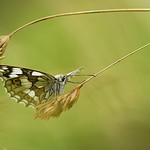 Melanargia