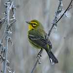 Prairie Warbler-1-6
