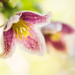 winter clematis 1176