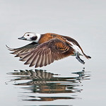 Long-tailed Duck (Female)