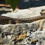 Common Wall Lizard (Podarcis muralis) adult.