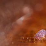 Brachystomella parvula