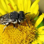 Coelioxys afra f - 21 IX 2017