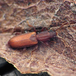 Silvanus bidentatus