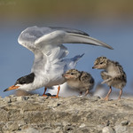 Forster's Terns