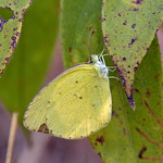 Eurema brigitta