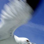 Touch The Sky - My 1 Year Flickrversary!!