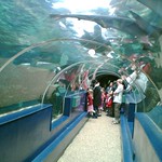 oceanarium