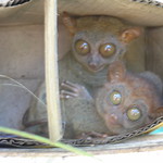 Bohol - The Philippine tarsier (Tarsius syrichta)