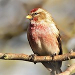 Redpoll