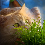 Be one with the grass