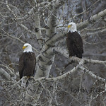 Eagle Pair