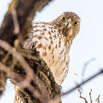 Cooper's Hawk