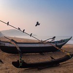 Crow landing . First catch of the day ..