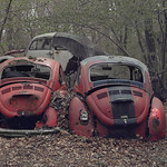 Beetle graveyard
