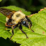 Robber Fly (Laphria thoracica)