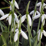 first flowers of 2018