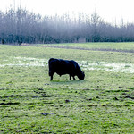 two black Galloways