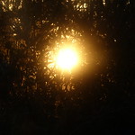 sunshine through trees - keeping an eye on the wild