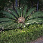 Japanischer Palmfarn (Cycas revoluta) , NGIDn508318774