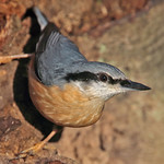 NUTHATCH // SITTA EUROPAEA (14cm)