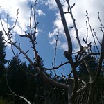 Winter Fruit Tree Pruning