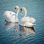 Happy Valentine's day! 💞