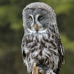 Great Gray Owl 2