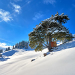 The Beauty in the Snow