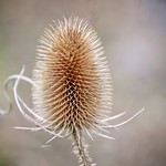 Winter thistle