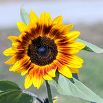 IMG_8928 Sunflower