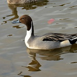 尖尾鴨(Anas acuta#Northern Pintail)