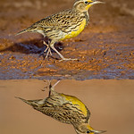 Western Medowlark