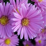 bright aster
