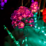 Pink Lighted Flower