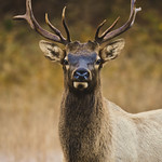 Bull Elk Portrait
