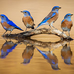 Western Bluebirds